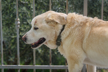 Senior Labrador retriever dog 14 years old in terrace of his house - 795032744