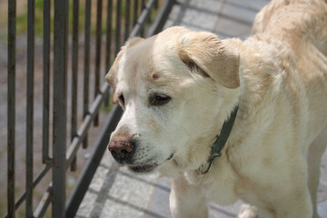 Senior Labrador retriever dog 14 years old in terrace of his house - 795032947