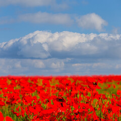 spring red poppy flower field under cloudy sky