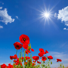 closeup red poppy flowers on blue sky background  at sunny day
