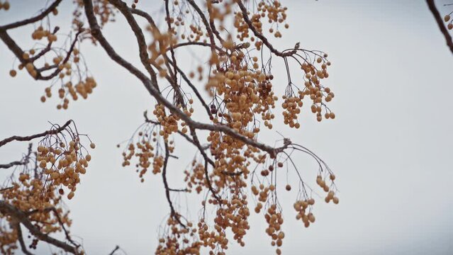 Clusters of ripe melia azedarach berries dangle from branches against a muted sky in murcia, spain.
