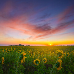 golden sunflower field at the sunrise, early morning agricultural scene