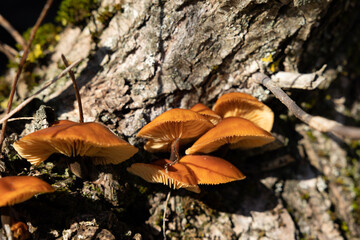 vista macro su un gruppo di funghi color arancione e marrone cresciuti lungo la corteccia di un...