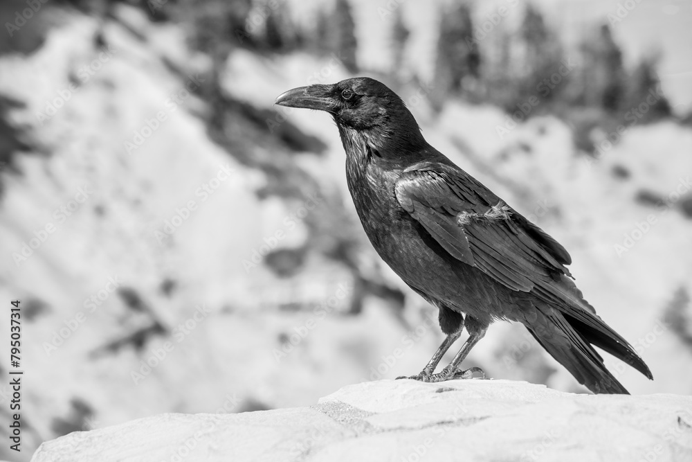 Sticker a black bird at bryce canyon national park in summer season, utah