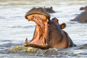 Hippopotamus in the Chobe River on the border between Botswana and Namibia. An aggressive hippo...