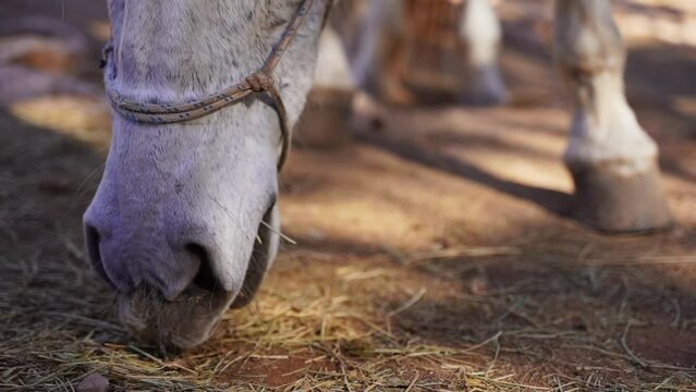 Close-up White horse in paddock, eating hay, pasture in forest mountain rock, rancho outside. Farm animal mare