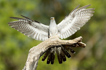 Common Cuckoo landing on his favorite watchtower within his breeding territory in the last light of...