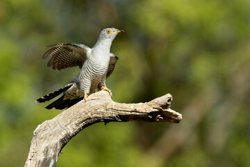 Common Cuckoo landing on his favorite watchtower within his breeding territory in the last light of a spring afternoon