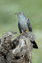 Common Cuckoo with the last light of the evening in its breeding territory in a Mediterranean forest in spring