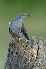 Common Cuckoo within its breeding area in a Mediterranean oak and pine forest on its favorite perch...