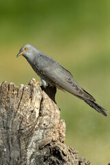 Common Cuckoo within its breeding area in a Mediterranean oak and pine forest on its favorite perch with the last lights of a spring day