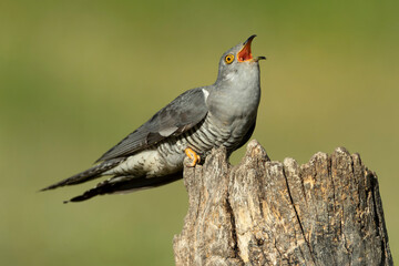 Common Cuckoo on his favorite watchtower within a Mediterranean forest in his breeding territory...