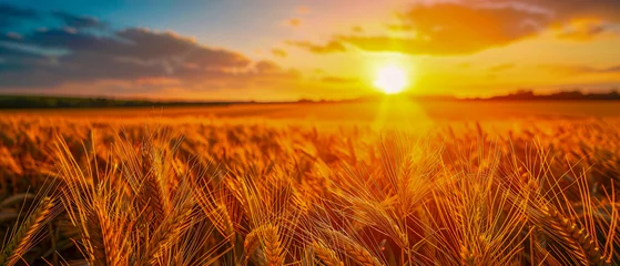 Foto auf Glas Sunset Over Wheat Field, Agricultural Landscape, Golden Hour Farming, Harvest Time Scenery © Jannat