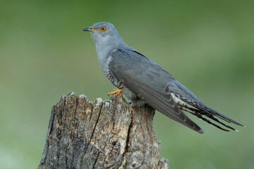 Common Cuckoo on his favorite watchtower with the last lights of a spring day in a Mediterranean...