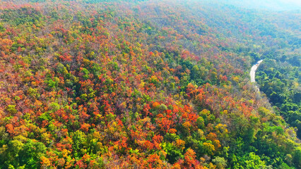As the dry season kicks in, Thailand's Deciduous Dipterocarp Forest turns into a breathtaking drone's eye candy, with leaves painting the landscape in vibrant shades of red, yellow, and orange.
