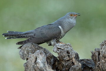 Common Cuckoo on his favorite watchtower with the last lights of a spring day in a Mediterranean...
