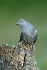 Common Cuckoo on his favorite watchtower with the last lights of a spring day in a Mediterranean...