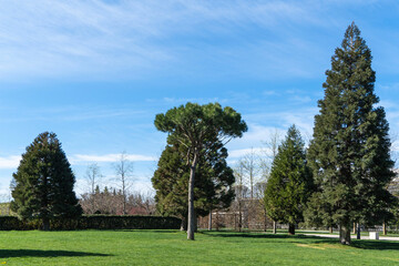 City park in Krasnodar. Public landscape of Galician Park. Young Sequoiadendron giganteum (Giant sequoia or giant redwood) trees grow in clearing. Sunny spring 2024
