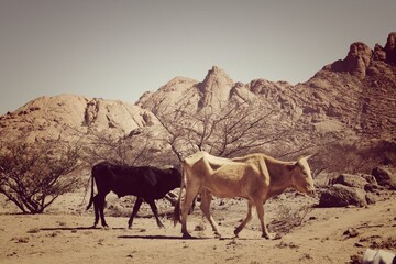 Cattle roaming the desert