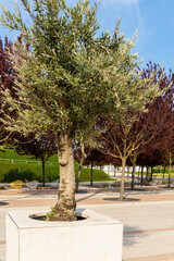 Olive bonsai trees (Olea europaea) growing in white stone containers. In background there are Prunus cerasifera 'Nigra' with purple leaves. "Galitsky Park". Krasnodar, Russia – April 4, 2024