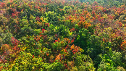 From above, the dry dipterocarp forest in Thailand is a lush, secret garden bathed in sunlight,...