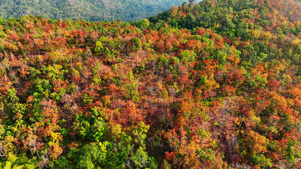 As the dry season commences, the Deciduous Dipterocarp Forest in Thailand transforms into a mesmerizing tapestry of red, yellow, and orange leaves, creating a stunning aerial spectacle. 
