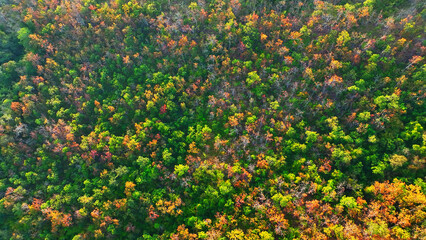 This drone of Thailand's dry dipterocarp forest reveals a pristine realm, where the earthy hues of the terrain harmonize with the emerald canopy. Sustainability and habitat concept. 

