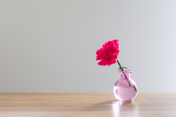pink carnation in glass vase on white background - 795048968