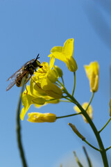 visuale macro di un'ape che si nutre su un fiore giallo di una pianta di colza. cielo azzurro sullo sfondo