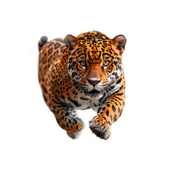 Close Up of a Leopard on a White Background. Generative AI