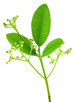 Feuilles et boutons floraux de ravintsara aromatica