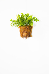 Herbal plants on a white background