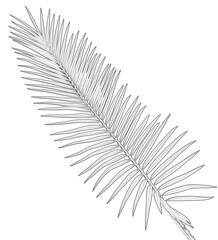 Fototapeta premium feuille de palmier