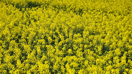 Yellow flowers bloom across the grassy rapeseed field under a clear blue sky Wunstorf Germany