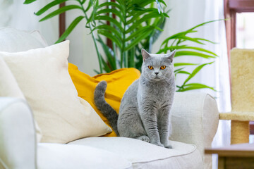 Cute female blue gray color British Shorthair breed cat enjoy and fun playing on sofa in living...