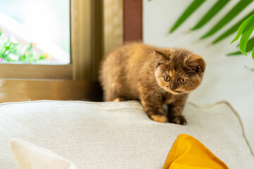 Cute female cinnamon tortie colors British Shorthair breed kitten enjoy and fun playing on sofa in...