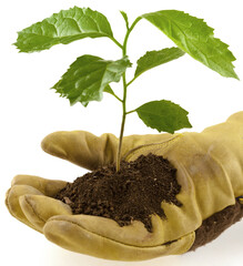 Plant d’arbre dans une main gantée 