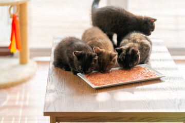 Group of Little British Shorthair kitten eating cat food on white dish on the floor in living room....