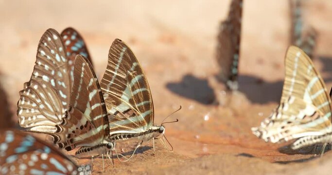 Group of beautiful butterflies sucking food or salt lick from floor at Pang Sida National Park, Sa Kaeo Province, Thailand.