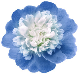 Light  blue   peony flower  on  isolated background. Closeup. For design. Nature.