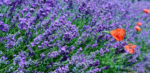 Blooming lavender with poppies near the village of Sale San Giovanni, Langhe region, Piedmont, Italy, Europe © trattieritratti