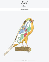 Bird Anatomy Canary Yorkshire illustration