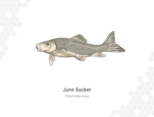 June Sucker - Chasmistes liorus illustration version 2 wall decor ideas