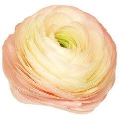 Rose  flower  on   isolated background with clipping path.  Closeup. For design. Studio shot.  Nature.