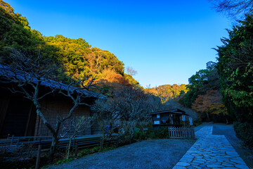 瑞泉寺境内の梅園。

日本国神奈川県鎌倉市にて。
2021年12月19日撮影。

二階堂にある瑞泉寺。
鎌倉時代1327年創建。
鎌倉でも随一の花の寺、紅葉の寺として有名。
境内は日本国の史跡に指定され、庭園は日本国の名勝となっている。日本国の重要文化財の坐像なども多くある。

Ume garden in the precincts of Zuisen-ji Temple.
In Kamakura