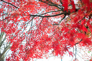 二階堂川沿いの紅葉。


日本国神奈川県鎌倉市にて。
2021年12月19日撮影。


In Kamakura City, Kanagawa Prefecture, Japan.
Photographed on December 19, 2021.

Autumn leaves along the Nikaido River.
