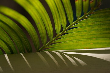 Green leaf Sago palm, leaf of palm tree