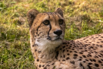 Gepard
