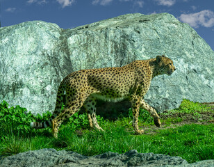 The cheetah (Acinonyx jubatus) is a large cat and the fastest land animal. Native to Africa.