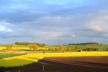 evening light on rural landscape in spring
